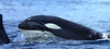 Layla Orca: Dark In Light