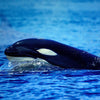 Layla Orca: Dark In Light